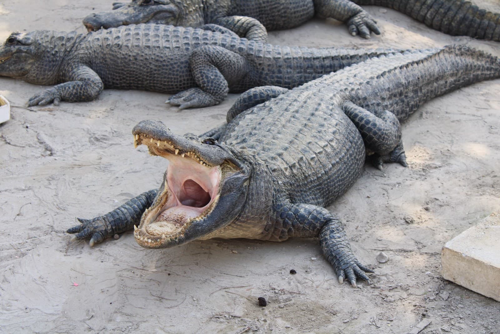 Gator Golf entrance ticket booth