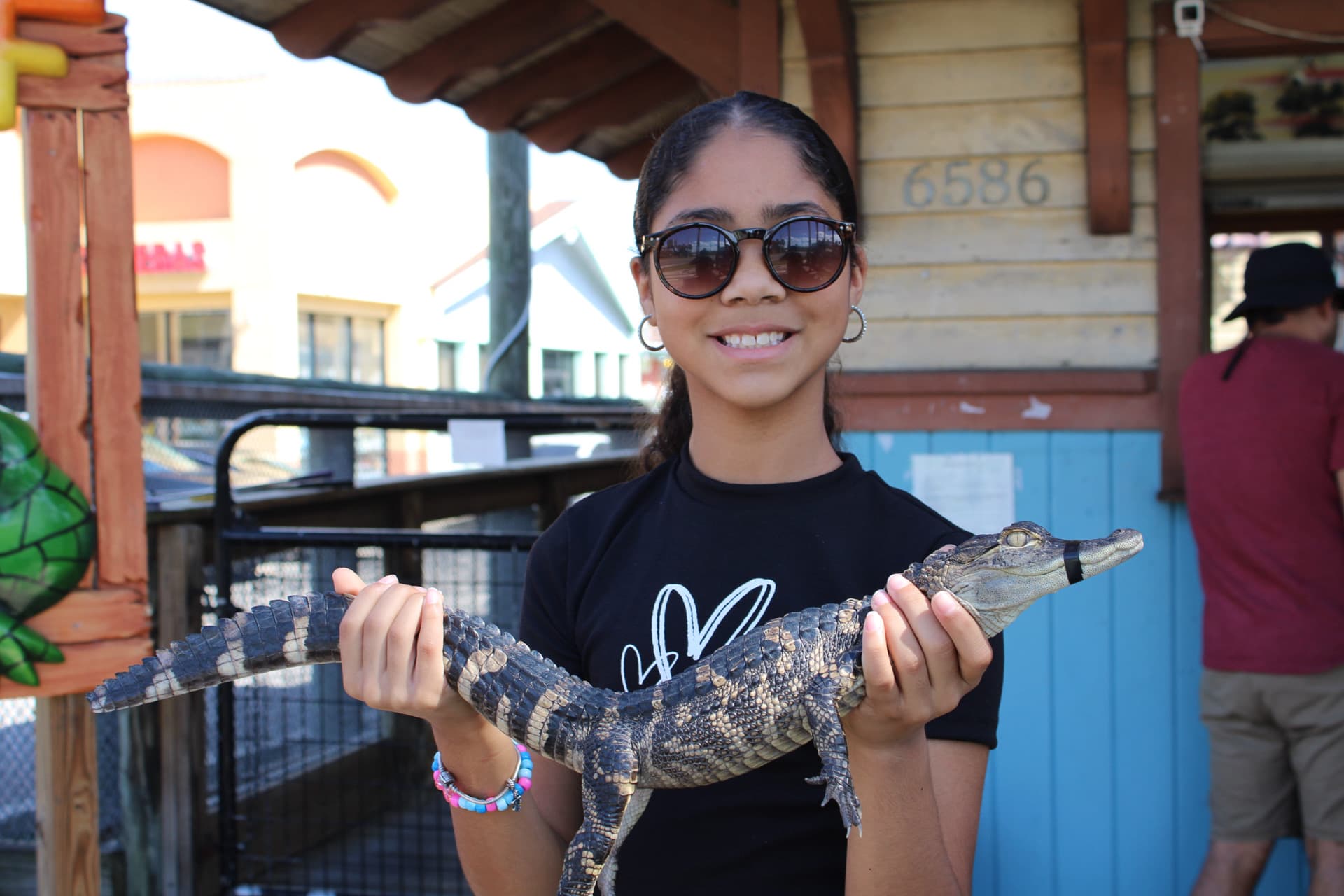 Visitor safely holding a baby alligator
