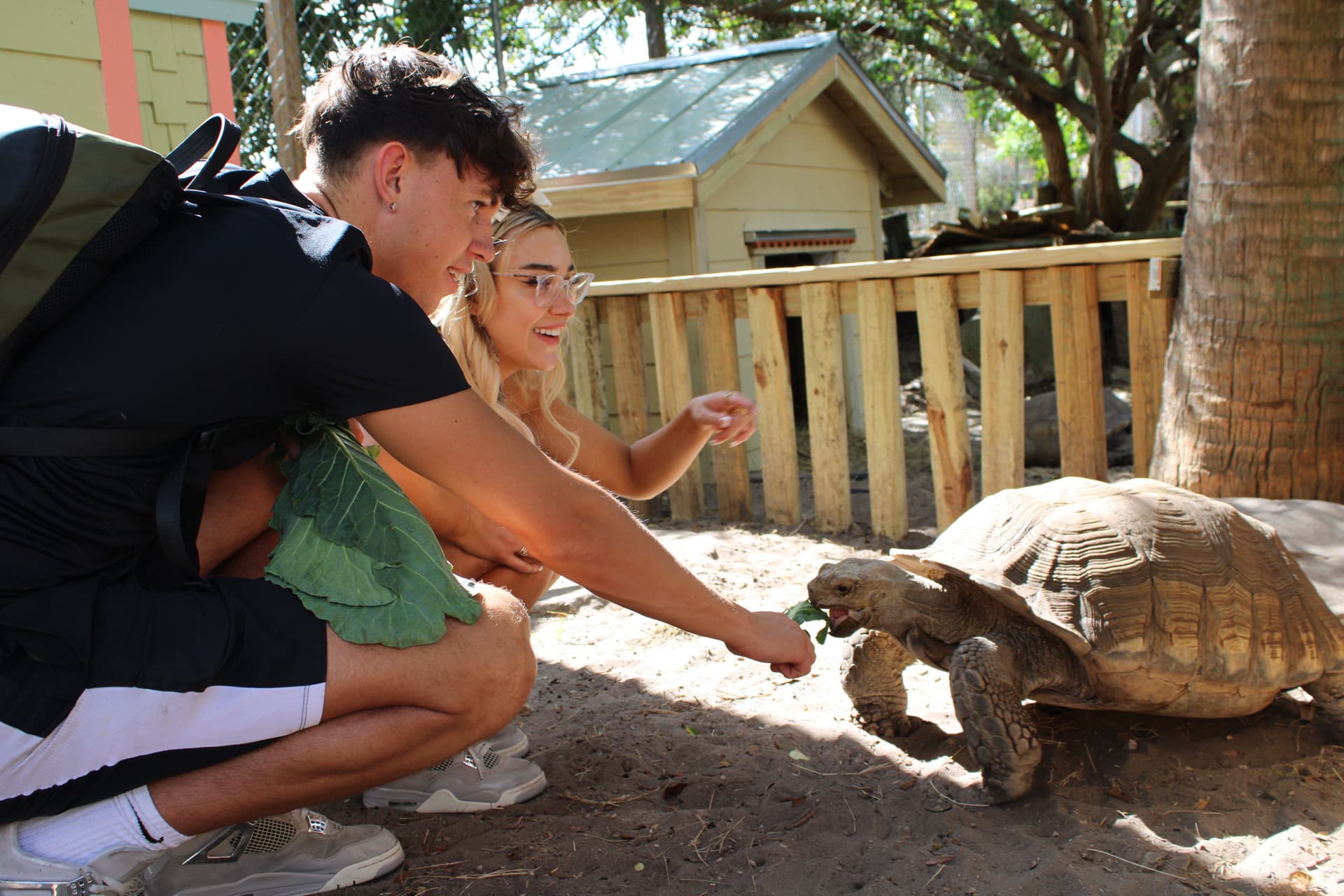 Giant tortoise feeding in preserve